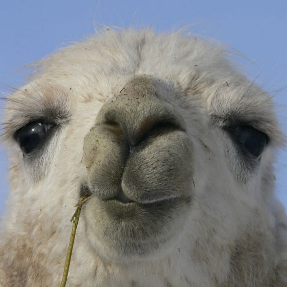 Picture of llama22