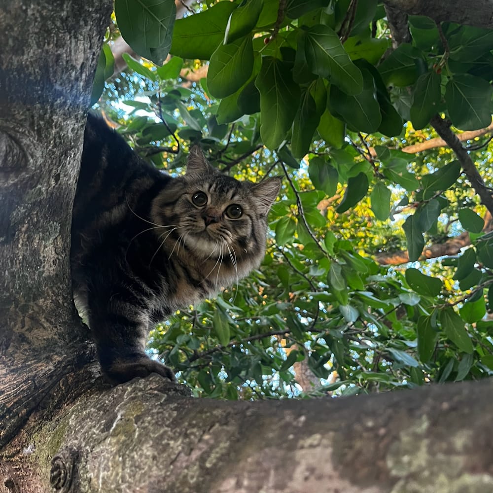 Maryam Risvi profile picture