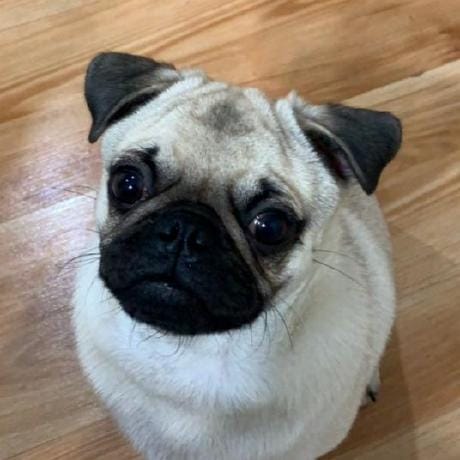 Johan Fortus profile picture