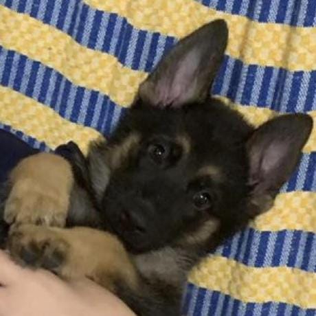 Jie Kai Tao profile picture