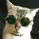 Picture of E-Kitty