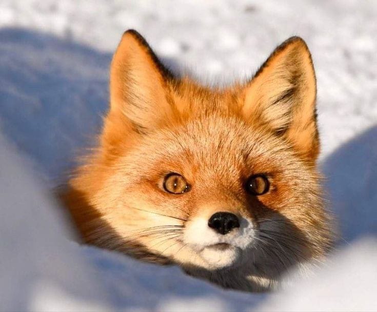 Picture of KestinFox