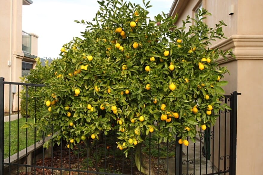 Picture of Lemon-Tree